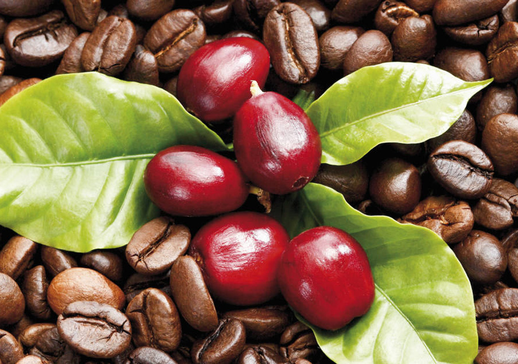 Coffee fruit saliz - قهوه سالیز - کارخانه تولید قهوه | فروشنده قهوه سالیز و لوازم کافی شاپ