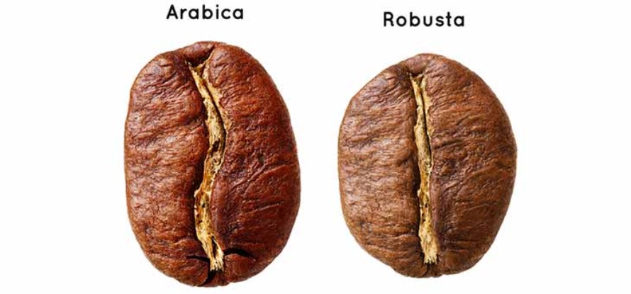 تفاوت قهوه روبوستا و عربیکا،شکل ظاهری قهوه روبوستا و عربیکا