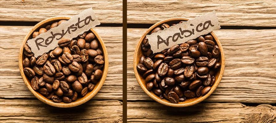 چگونه قهوه روبوستا و عربیکا را از یکدیگر تشخیص دهیم؟