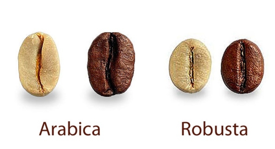 تشخیص دانه قهوه عربیکا از روبوستا،قهوه ربوستا و عربیکا