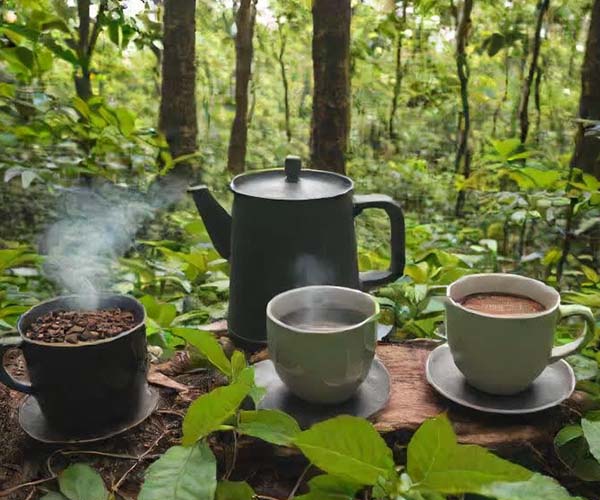 Making forest coffee